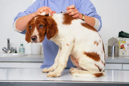 Vaccination du chien : âge, rappels, prix et obligations