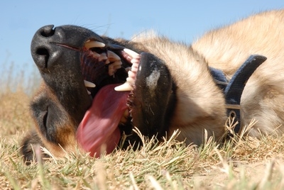 Comment Protéger Son Chien De La Chaleur Clinique