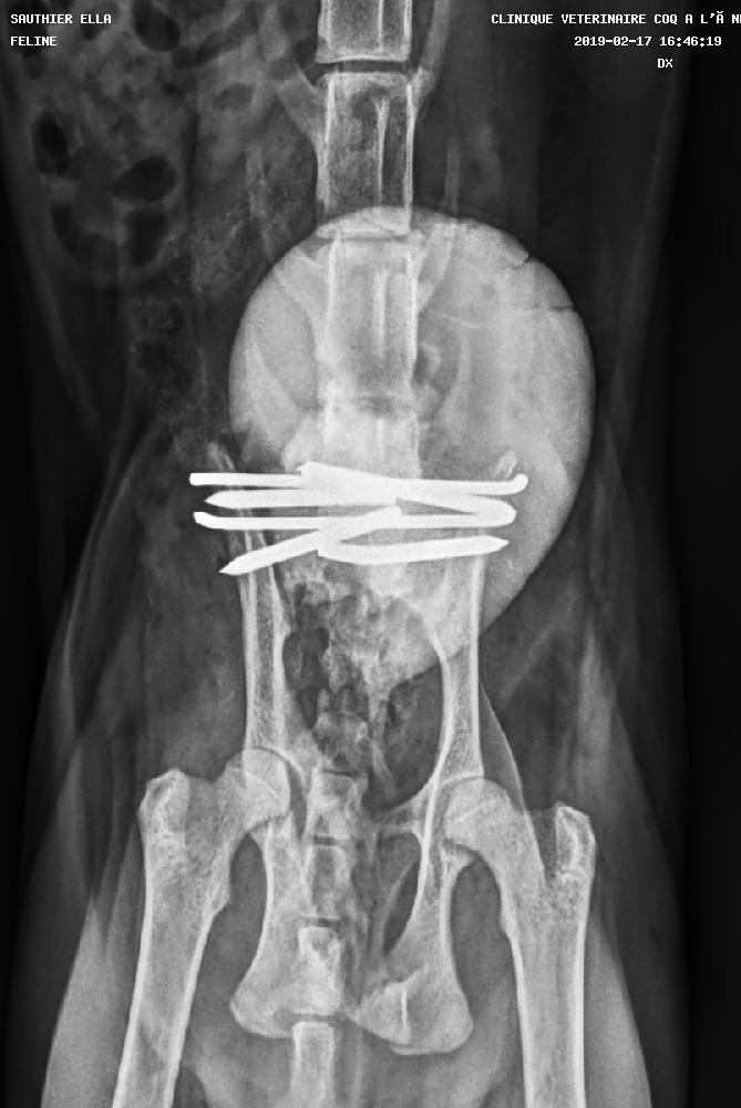 Radiographie A La Clinique Veterinaire Du Coq A L Ane A Bizanos