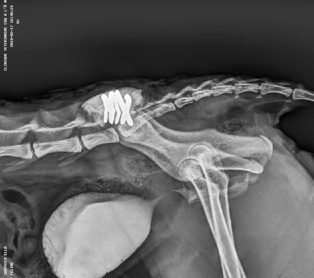 Clinique Vétérinaire Du Coq à L Ane Imagerie à la clinique vétérinaire du Coq à L'Âne à Bizanos près de Pau